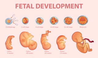 Diferencias-entre-cigoto-embrin-y-feto-durante-el-embarazo
